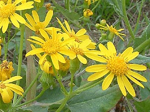 Senecio ampullaceus