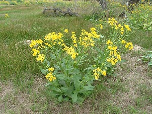 Senecio ampullaceus