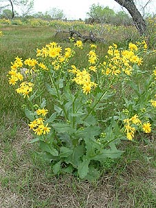 Senecio ampullaceus