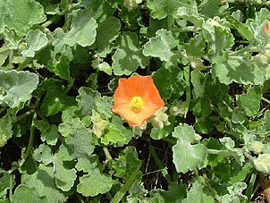 Sphaeralcea lindheimeri