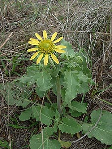 Tetragonotheca repanda