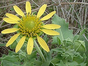 Tetragonotheca repanda
