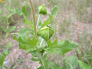 Tetragonotheca repanda