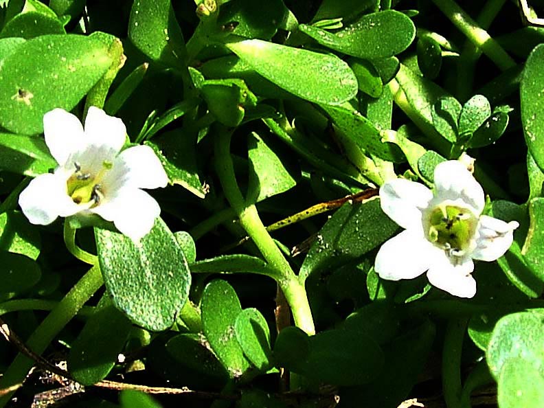 Bacopa