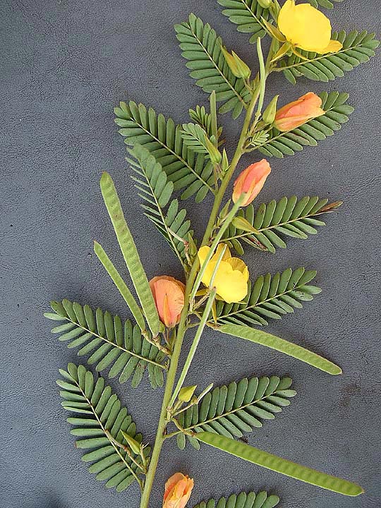 Chamaecrista