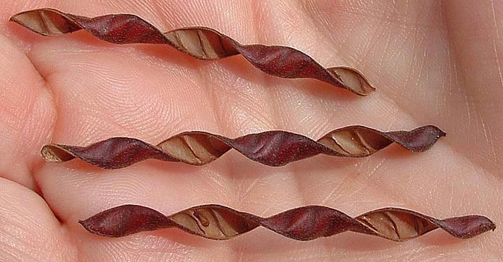 Chamaecrista
