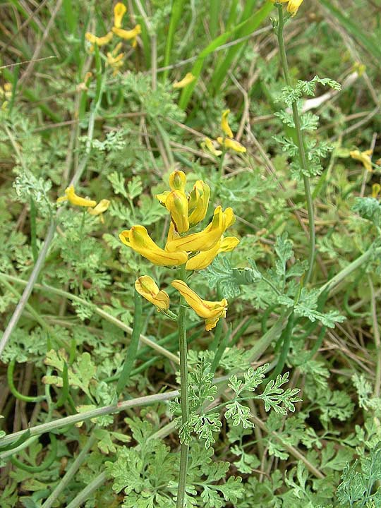 Corydalis