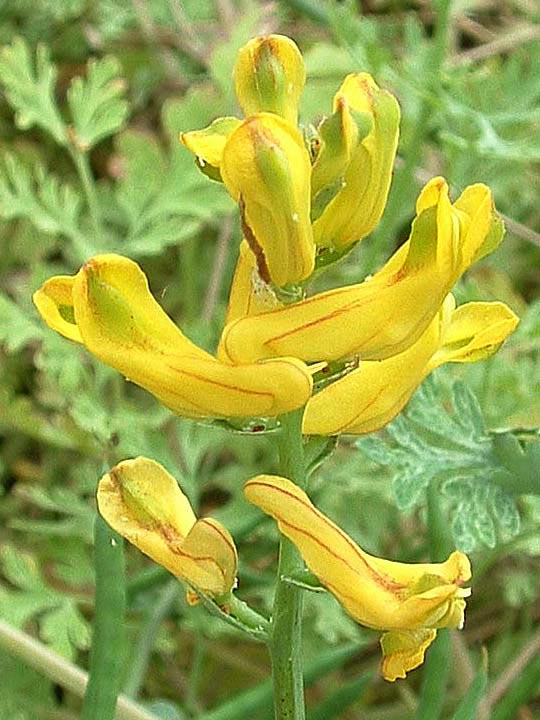 Corydalis