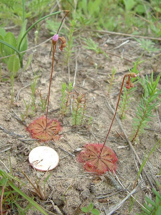 Drosera