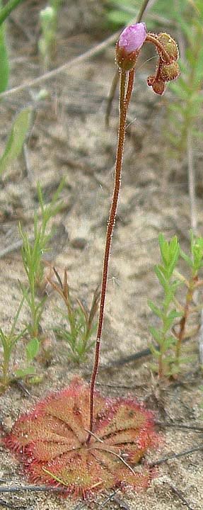 Drosera