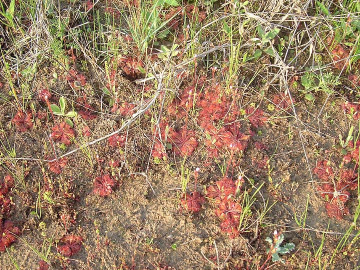 Drosera