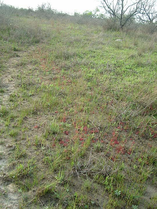 Drosera