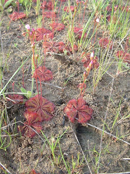 Drosera