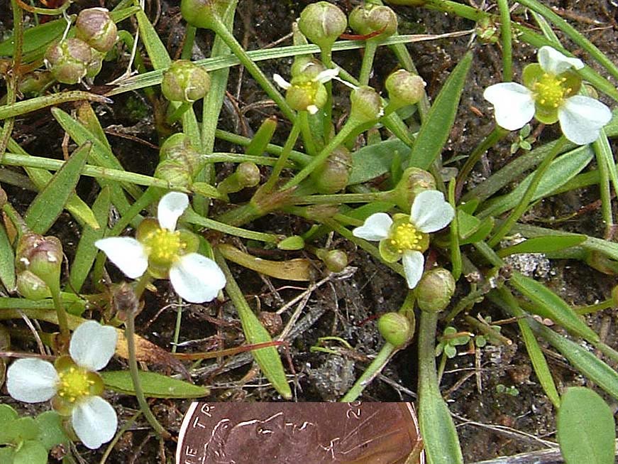 Echinodorus