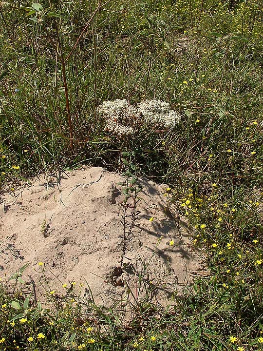 Eriogonum