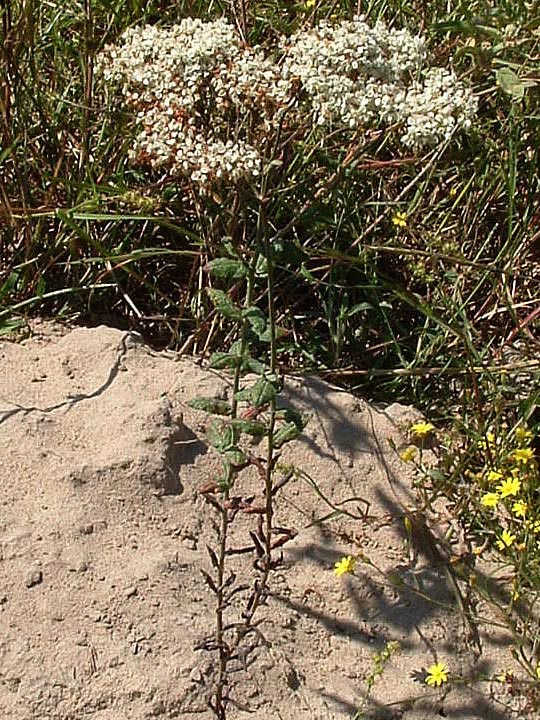 Eriogonum