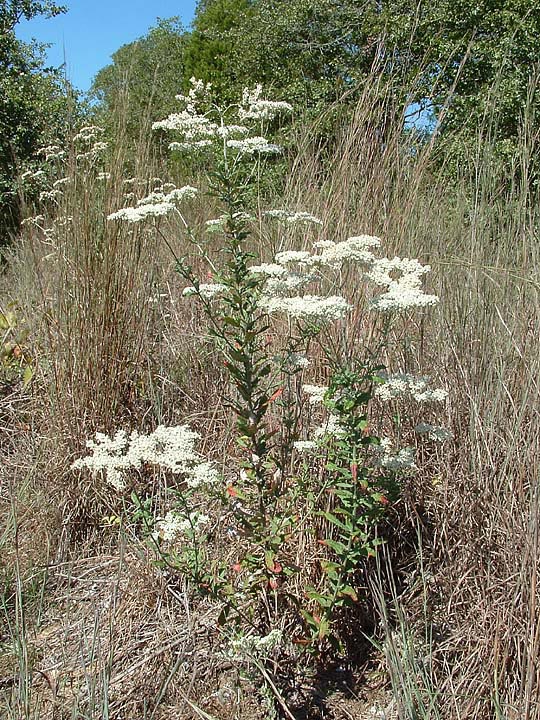 Eriogonum