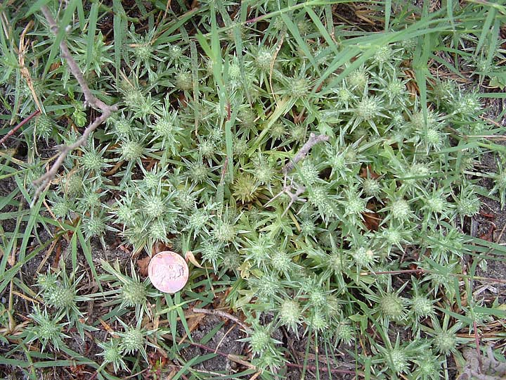 Eryngium