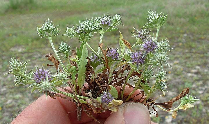 Eryngium