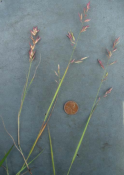 Eragrostis