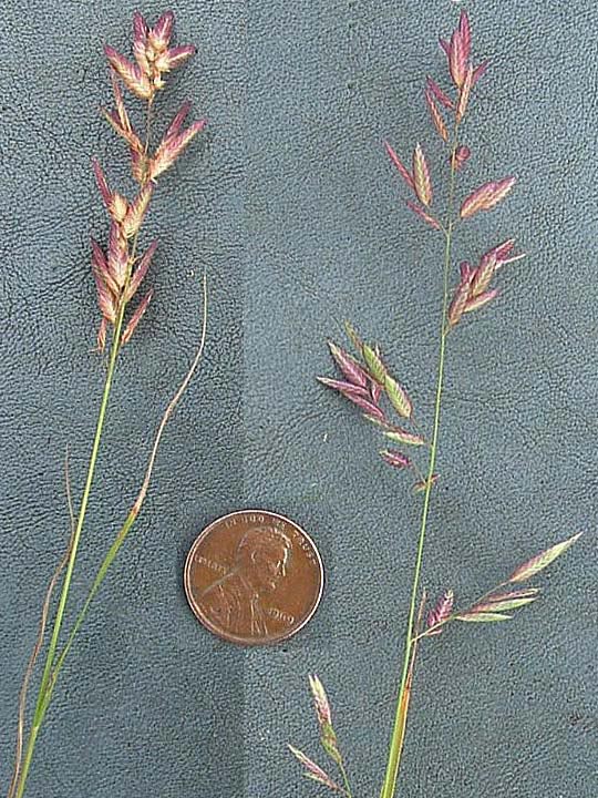 Eragrostis