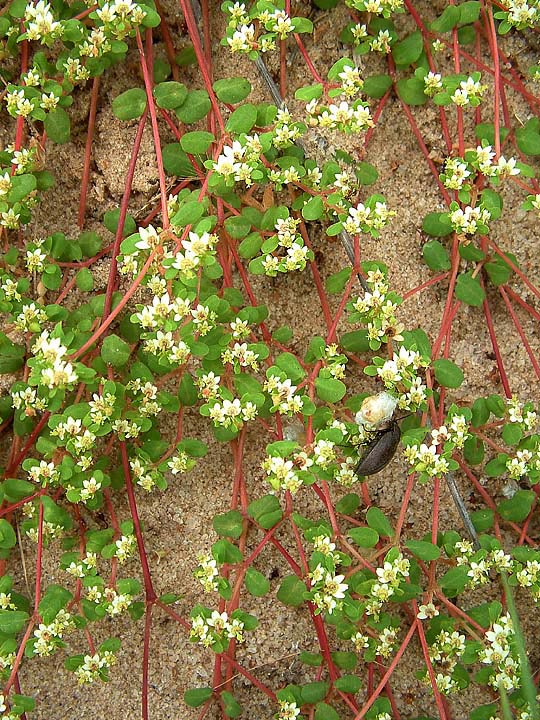 Euphorbia