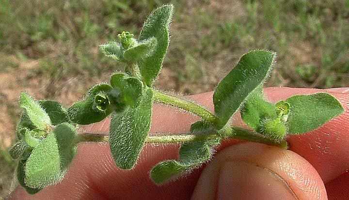 Euphorbia