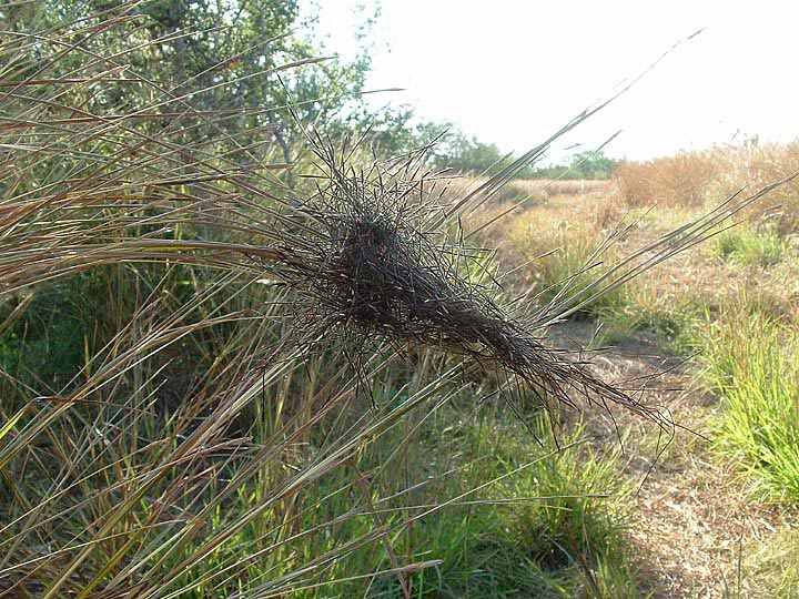 Heteropogon