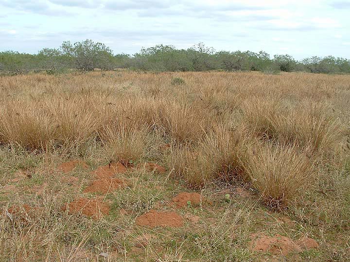 Heteropogon