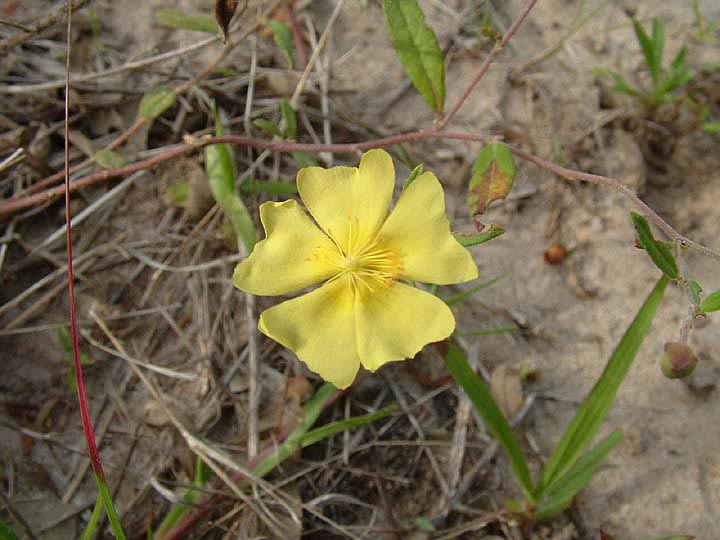 Helianthemum