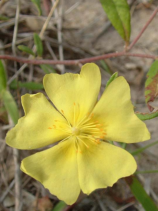 Helianthemum