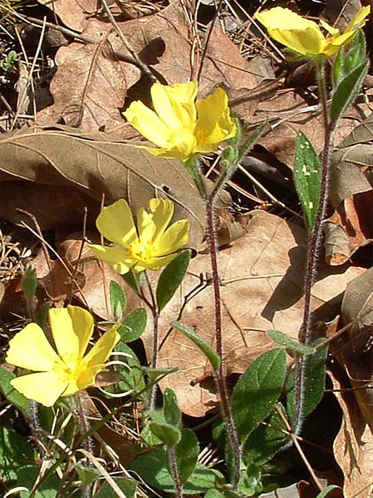 Helianthemum