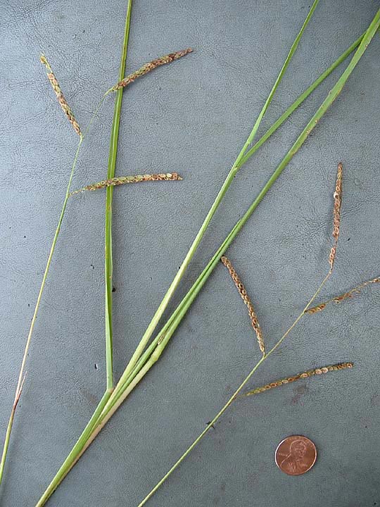 Paspalum