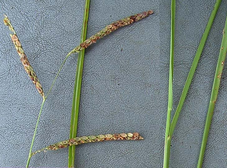 Paspalum