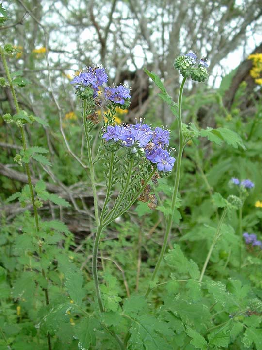 Phacelia