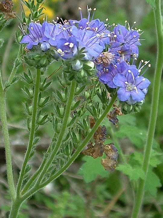 Phacelia