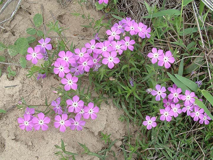 Phlox