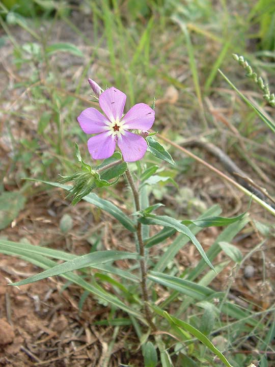 Phlox