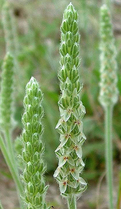 Plantago