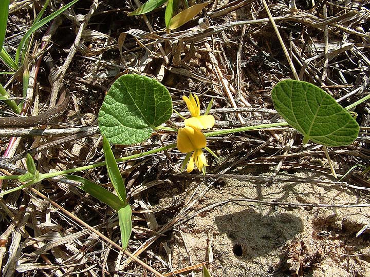 Rhynchosia