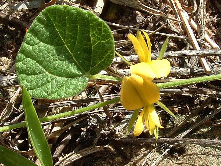 Rhynchosia