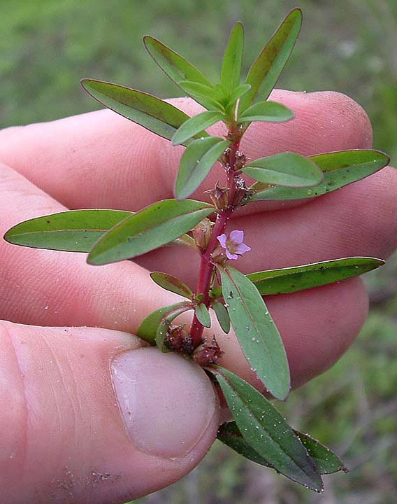 Rotala