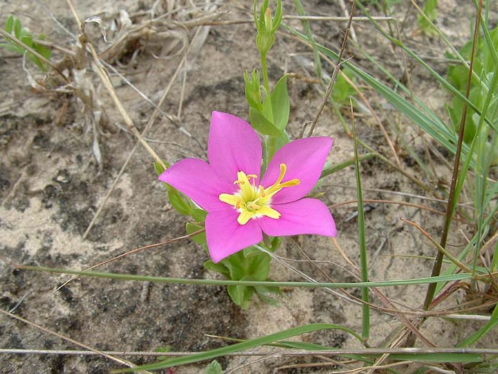 Sabatia