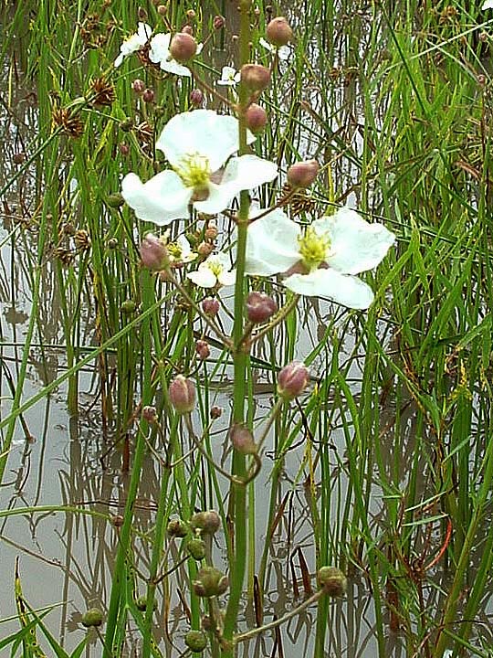 Sagittaria