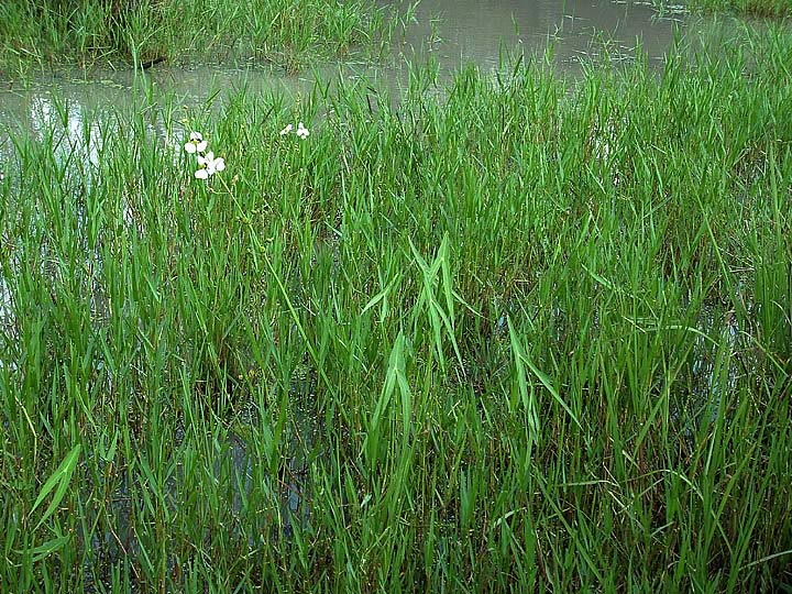 Sagittaria