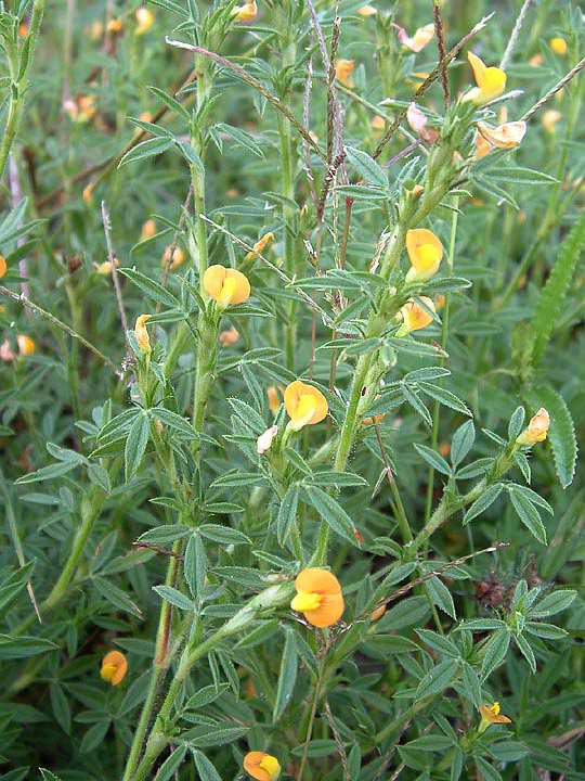 Stylosanthes