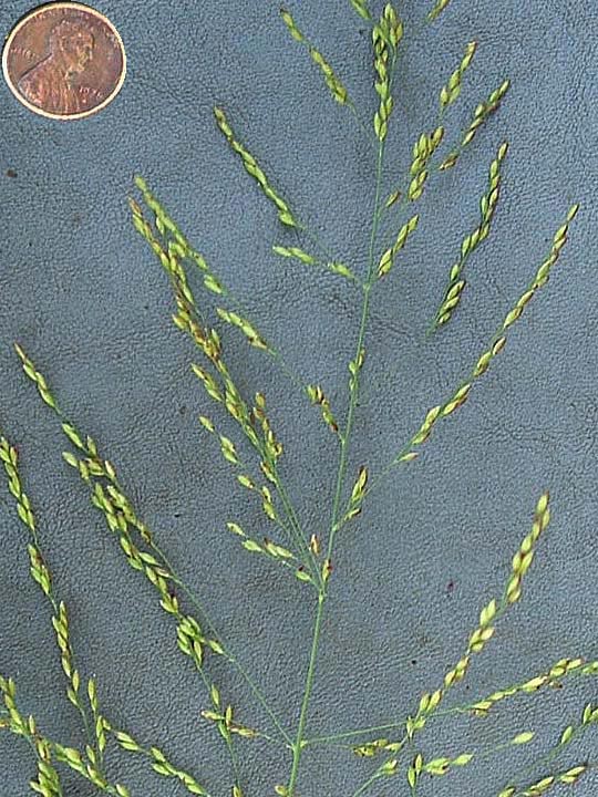Urochloa