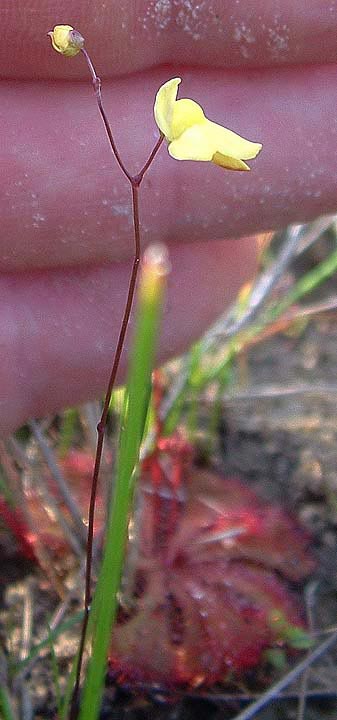 Utricularia