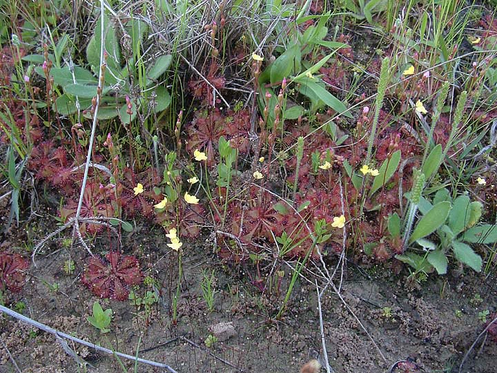 Utricularia