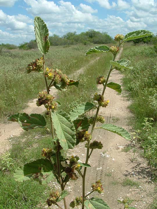 Waltheria